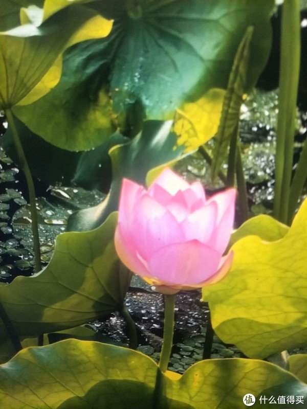 富豪优配 佛山本地人私藏的免费好去处